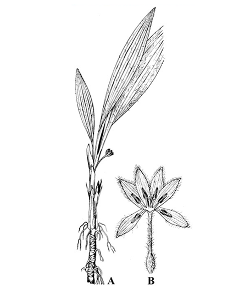 Natural compounds from  Curculigo orchioides